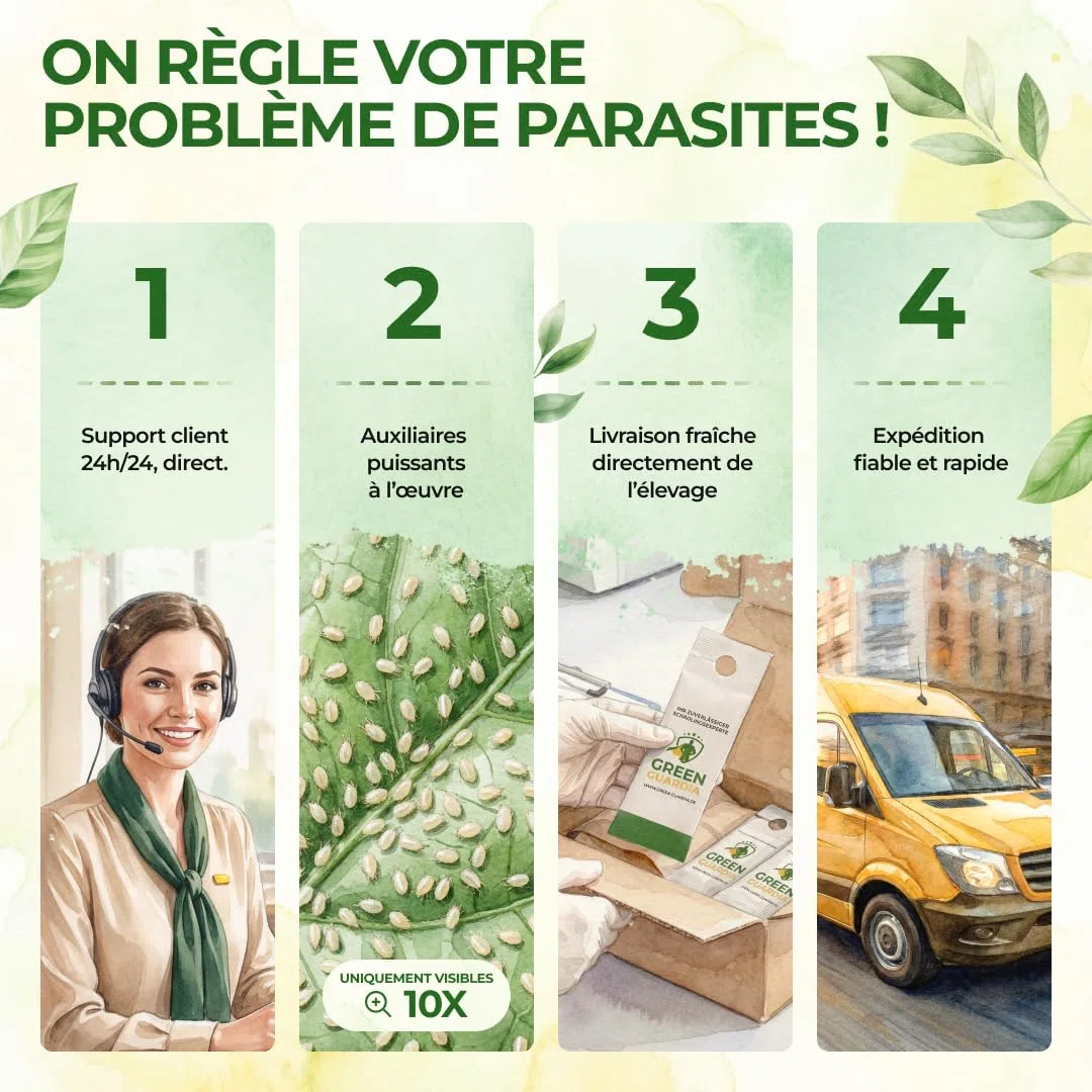 GREEN GUARDIA Power Raubmilben contre les Thrips – 25 Sachets d’Acarien Prédateur Biologique – Protection des Plantes d’Intérieur et Ornementales