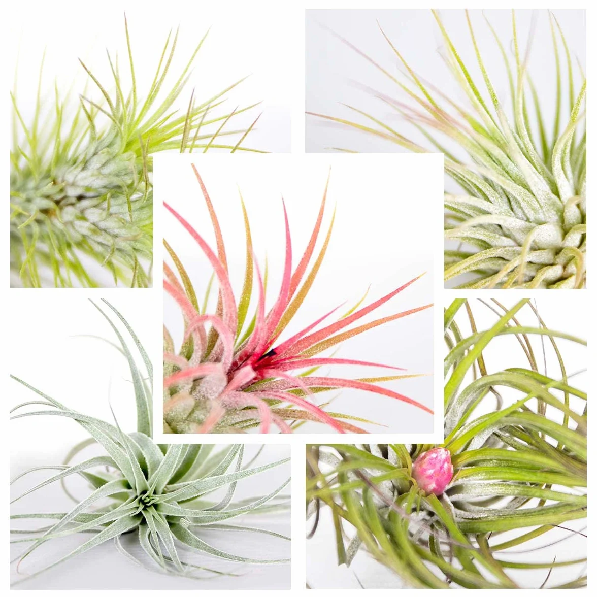 Bloomique - Lot de 10 - Tillandsia - Plantes aériennes - Dépolluantes - Très faciles d’entretien - 5-15 cm