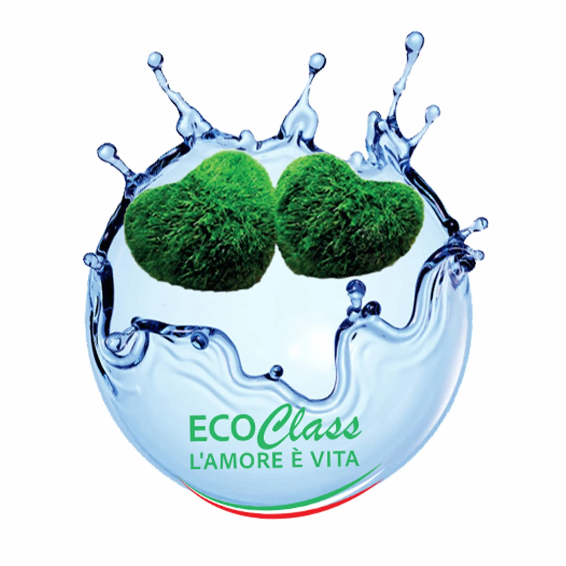 Paire de Marimo, Plante Aquatique sélectionnés et propres dans une bouteille en verre de 500 ml avec instructions d'entretien et signe historique