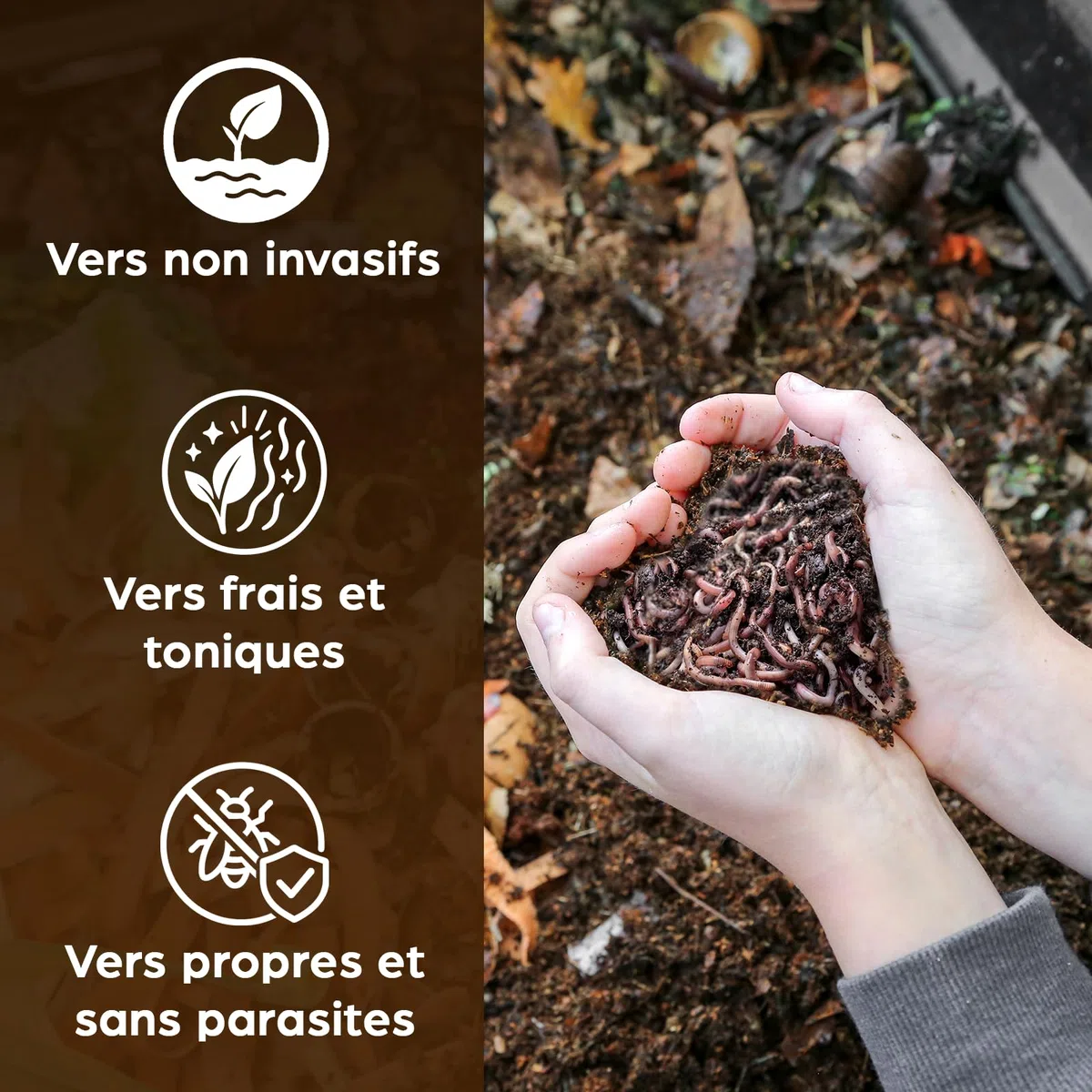 Moutta | 250 gr de Vers de Compost (≃ 500 pcs) | Vers de terre vivants Eisenia, compostez vos déchets organiques - Pour lombricomposteur/composteur/jardin