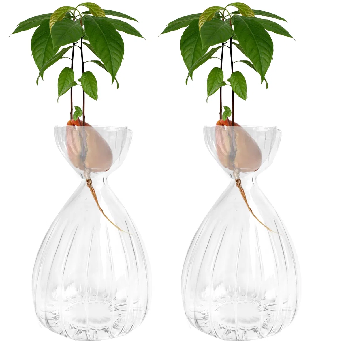 Lot de 2 pots en verre pour graines d'avocat, pots fleurs pour avocat en croissance, kit de culture d'arbre avocat en verre pour jardinage (Transparent)