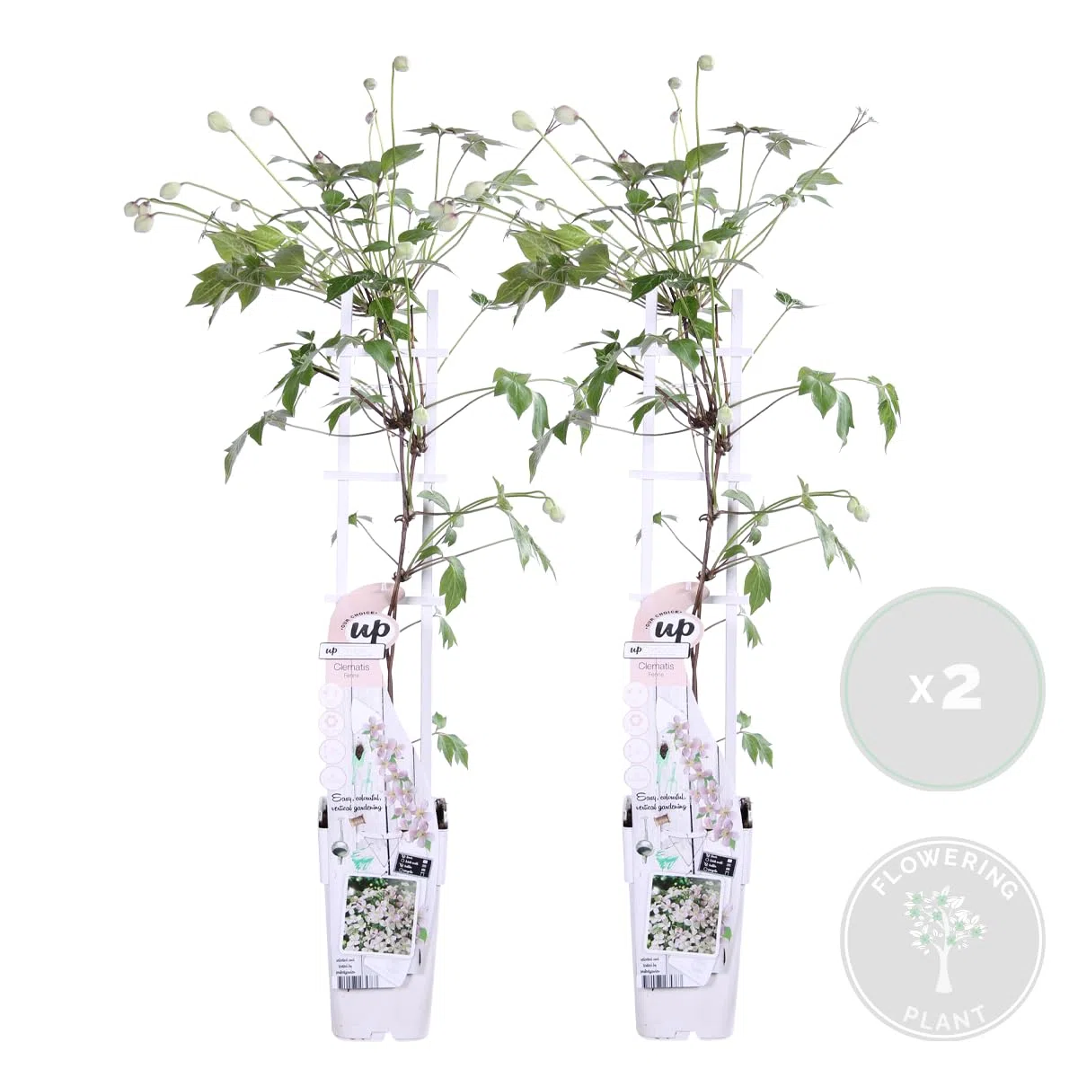 Bloomique - Lot de 2 - Clematis montana 'Tetrarose' - Clématite rose - Plantes grimpantes - Plantes de jardin - Rustiques - Hauteur 50-70 cm - Pot 15 cm
