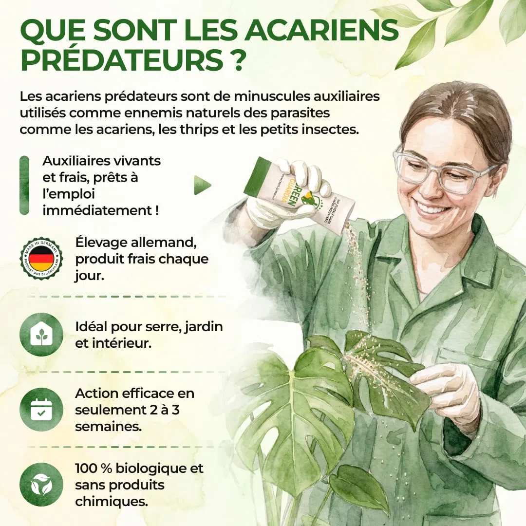 GREEN GUARDIA Power Raubmilben contre les Thrips – 25 Sachets d’Acarien Prédateur Biologique – Protection des Plantes d’Intérieur et Ornementales