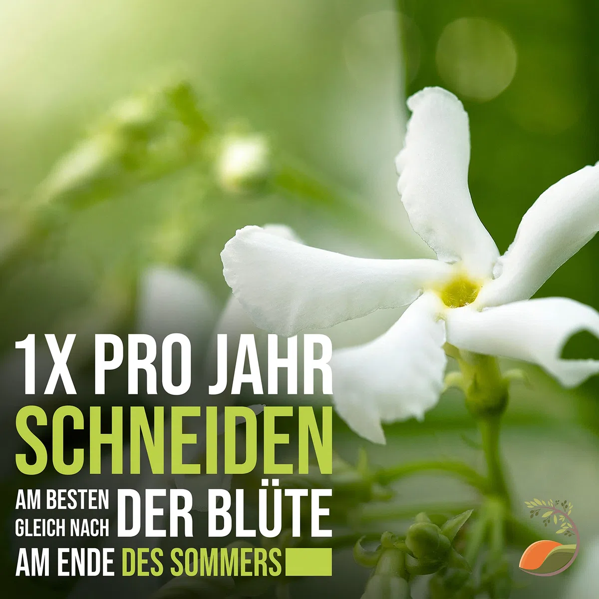 Trachelospermum Jasminoides - 170cm - Résistant au froid - Jasmin étoilé - Jasmin de Toscane -Blanc - A+| 1 pcs