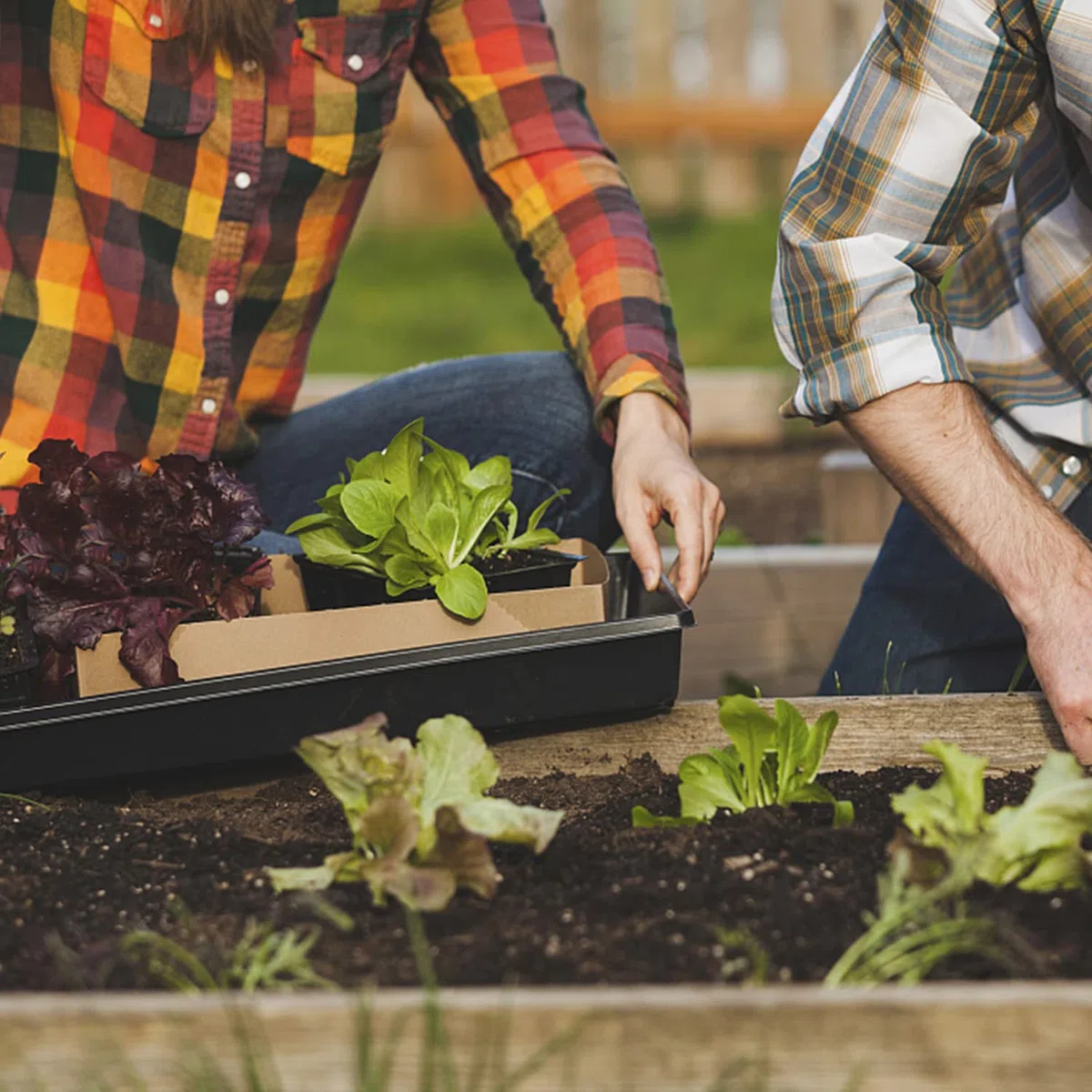 5 Pièce 51 x 25 cm Plateau de Semis Réutilisable Plateau de Culture | Bacs à Semis avec Étiquettes de Plantes pour Légume Fleurs Germination Hydroponique Jardin Serre (5)