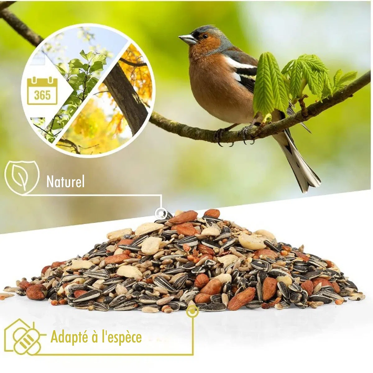 Rêve d'Oiseau - Graines pour Oiseaux Sauvages sans Blé, Nourriture Vivaces Extérieur (2,5kg)