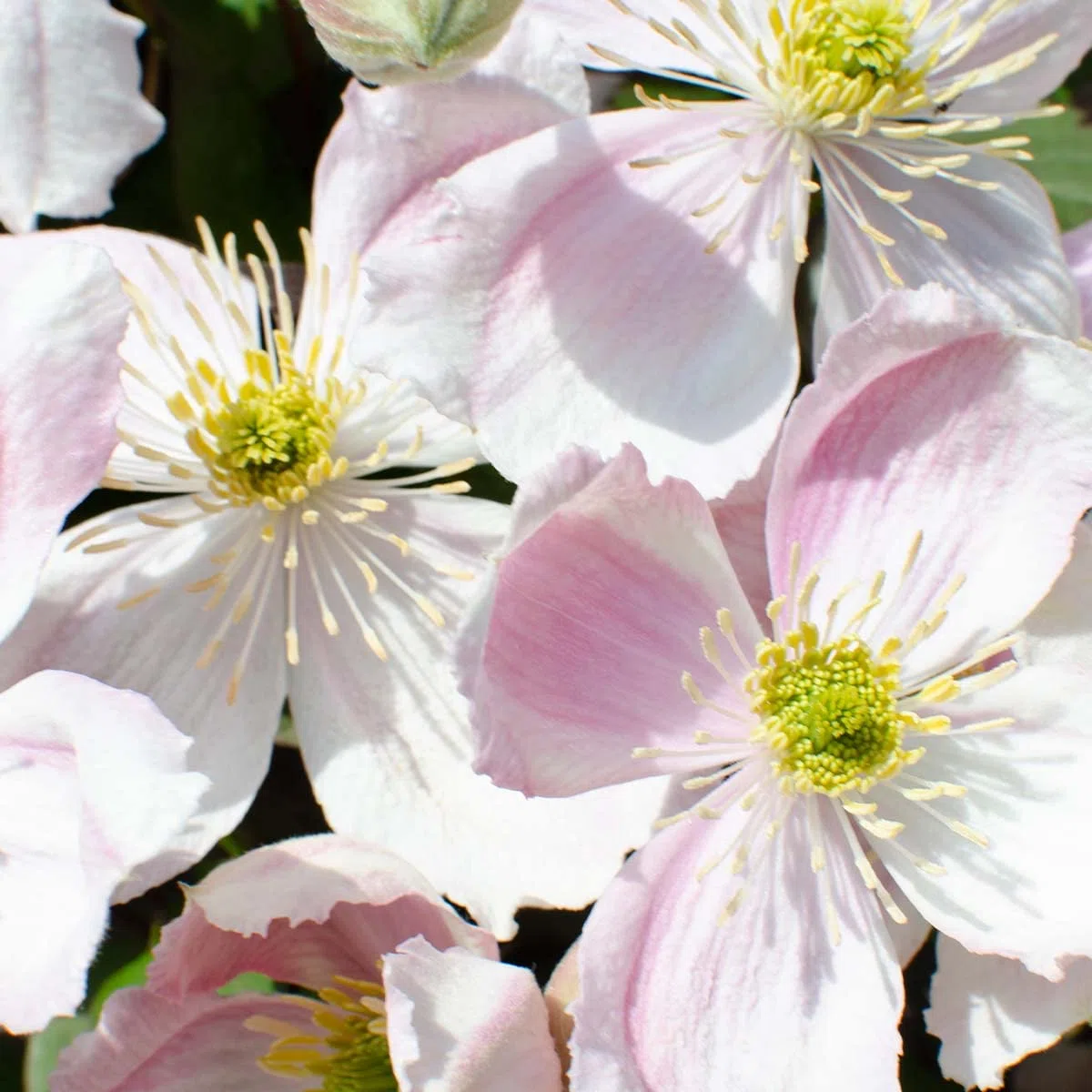 Bloomique - Lot de 2 - Clematis montana 'Tetrarose' - Clématite rose - Plantes grimpantes - Plantes de jardin - Rustiques - Hauteur 50-70 cm - Pot 15 cm