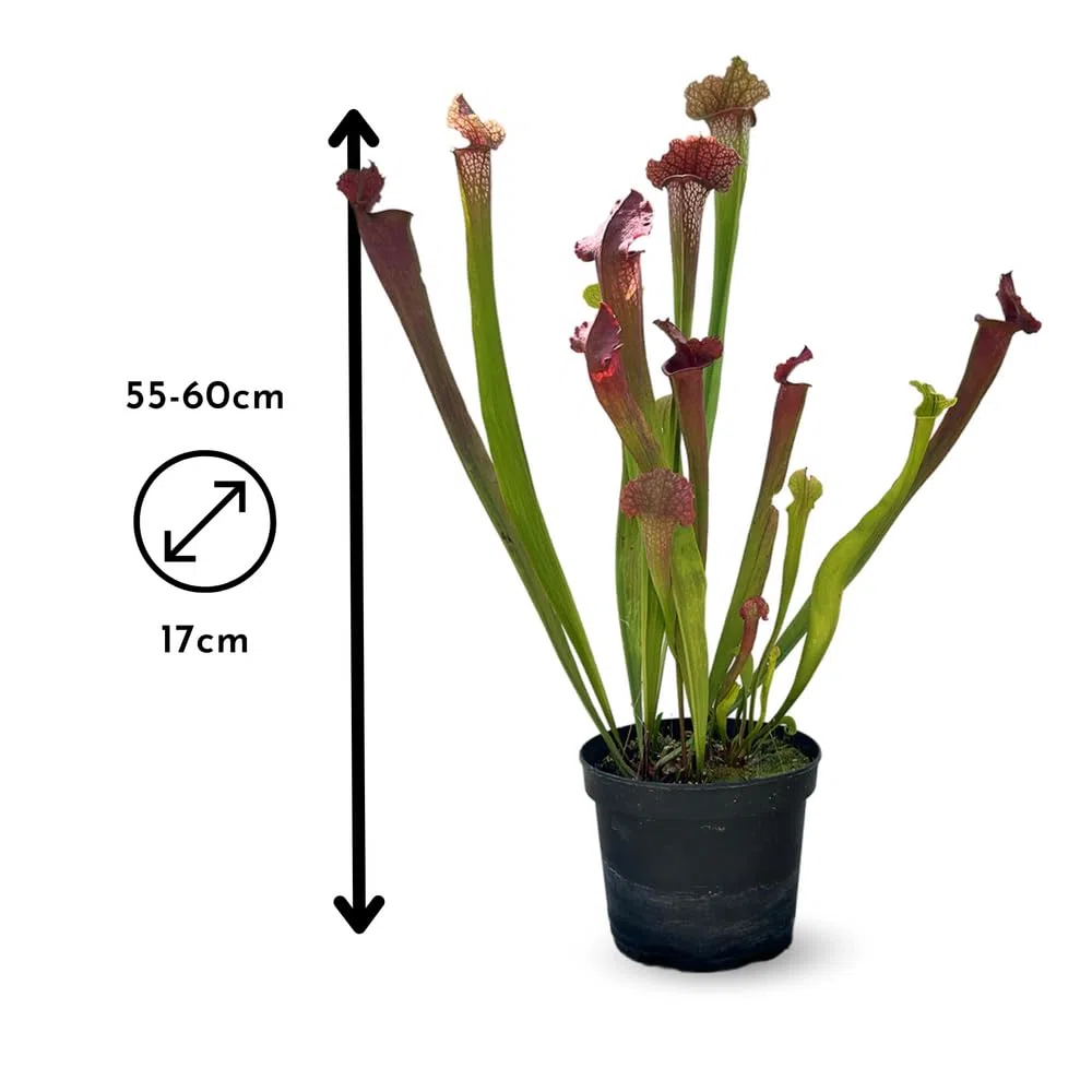 Attitude Jardin - Sarracenia oreophila - sarracénie des montagnes - plante carnivore - 55-60 cm - ⌀ 17 cm - plante d'extérieur