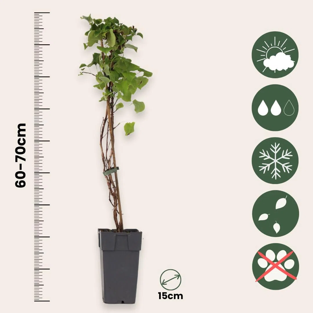 Plant in a Box - Hydrangea anomala Petiolaris - Lot de 2 - Hortensia grimpant - ⌀15cm - Hauteur 60-70cm