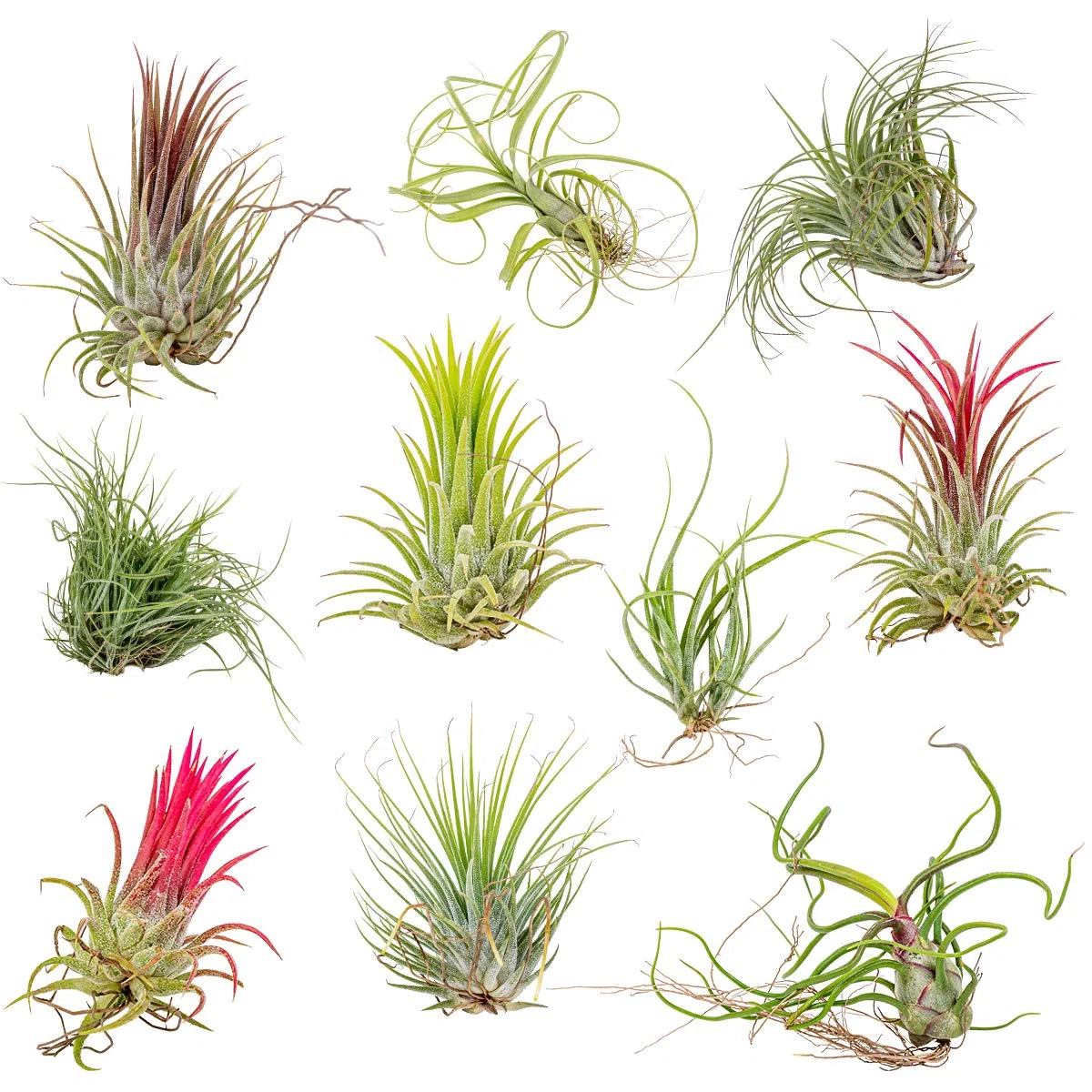 Bloomique - Lot de 10 - Tillandsia - Plantes aériennes - Dépolluantes - Très faciles d’entretien - 5-15 cm