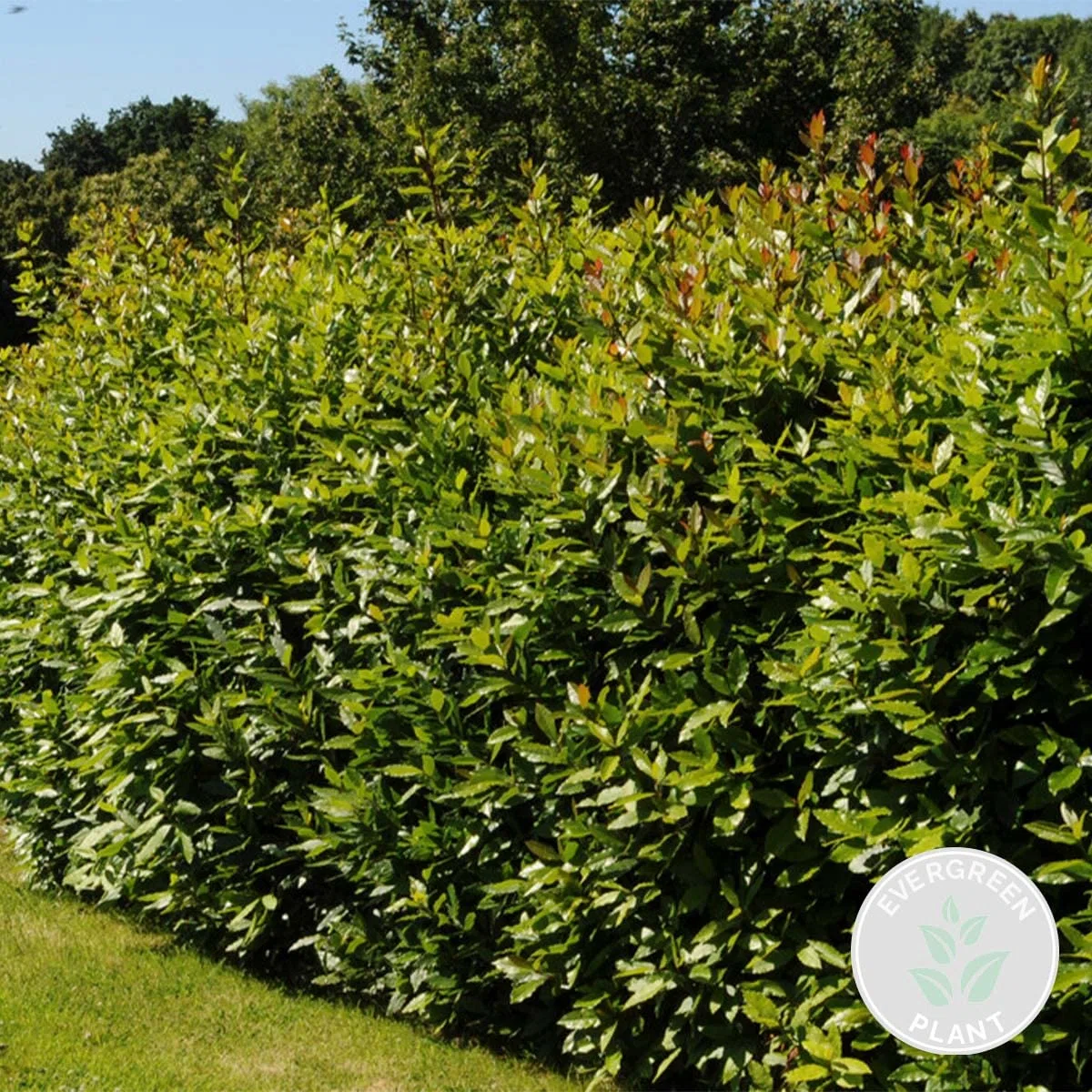 Bloomique - Laurus Nobilis - Laurier-sauce - Plantes de jardin - Rustique - Hauteur 40-50 cm - Pot 15 cm