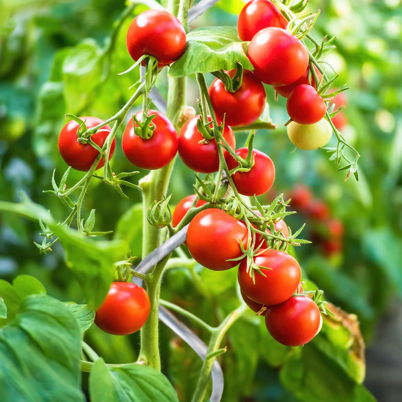KARAT Lot de 20 tuteurs en spirale pour tomates - Longueur : 110 cm - Tuteur à tomates - Tuteur à tomates - Tuteur en acier galvanisé