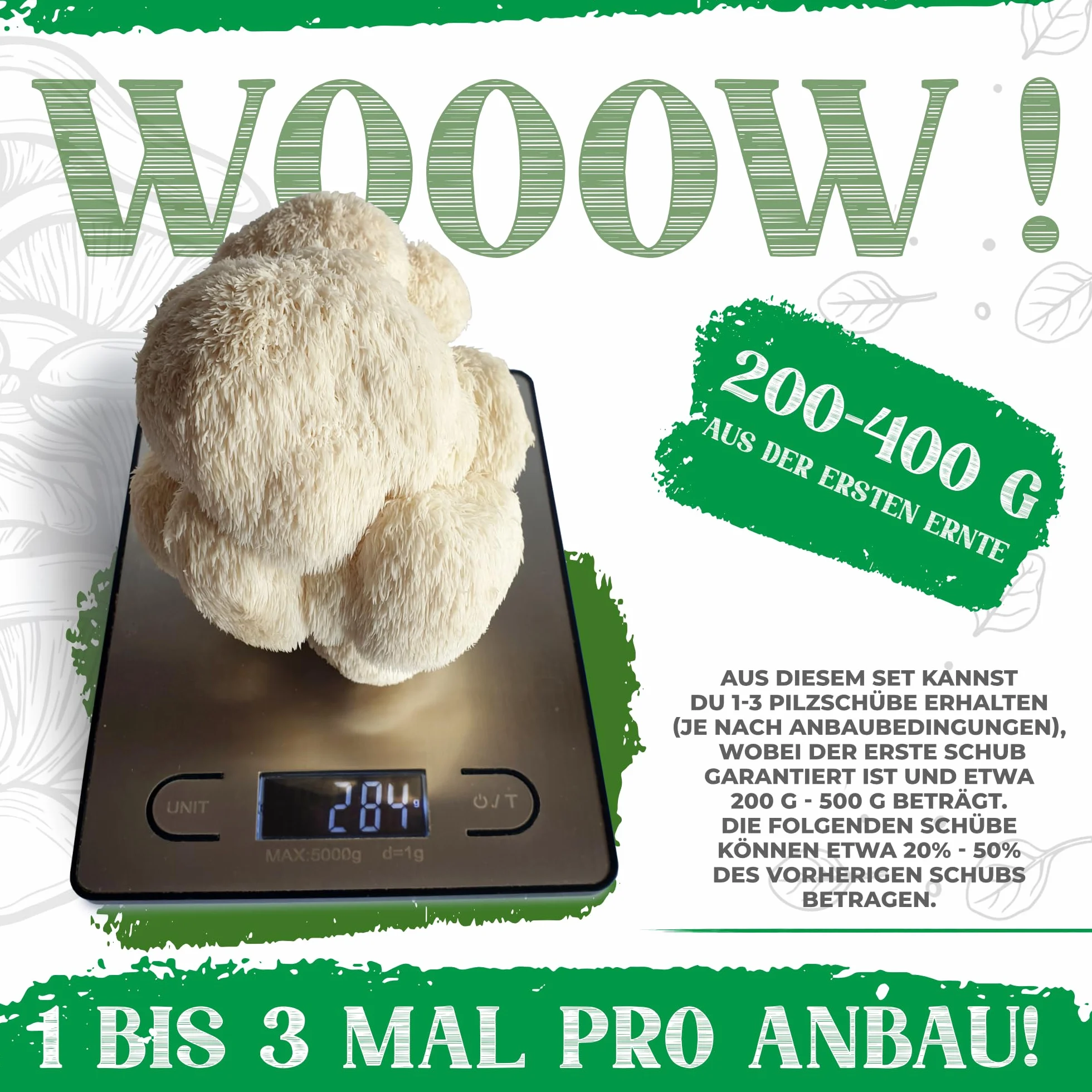 BIO Kit d'élevage de champignons | Champignons Grifola (Hericium erinaceus) un jeu d'enfant à cultiver | Kit de culture de champignons pour la maison | Kit complet de culture de champignons de qualité