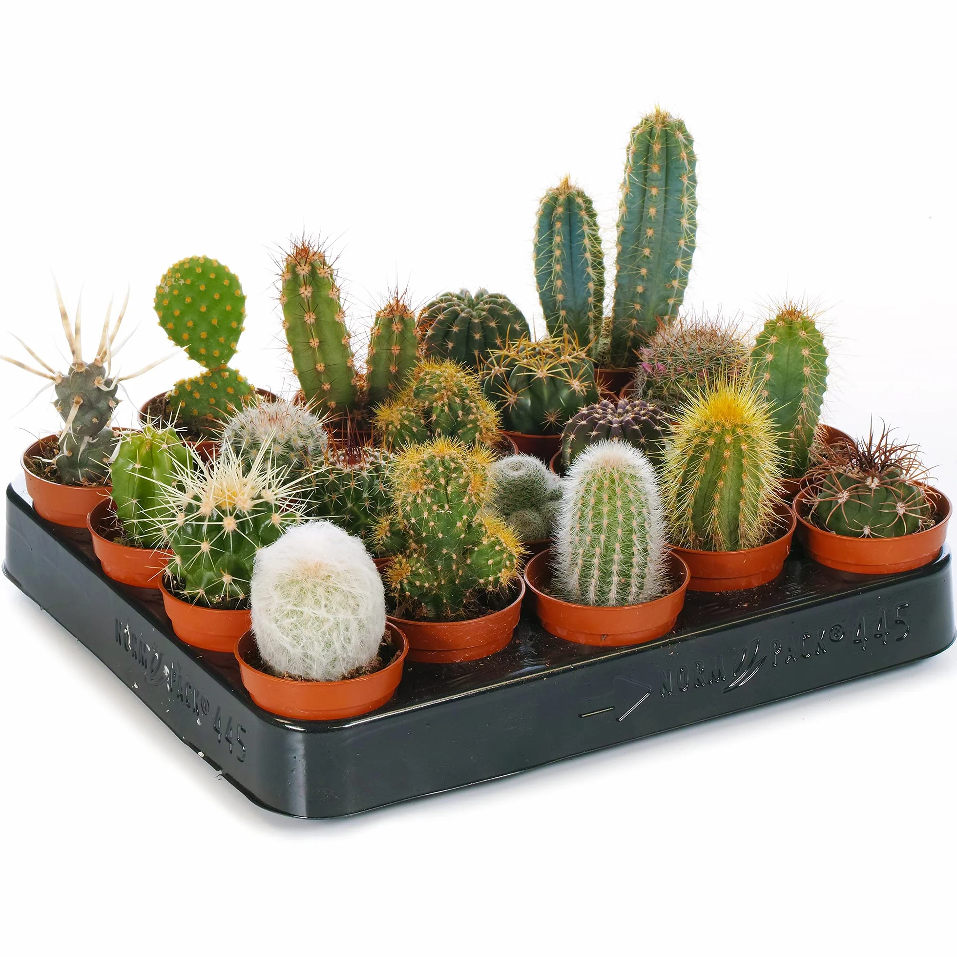 LOT DE 10 CACTUS MIXTES EN POT DE 5.5 CM
