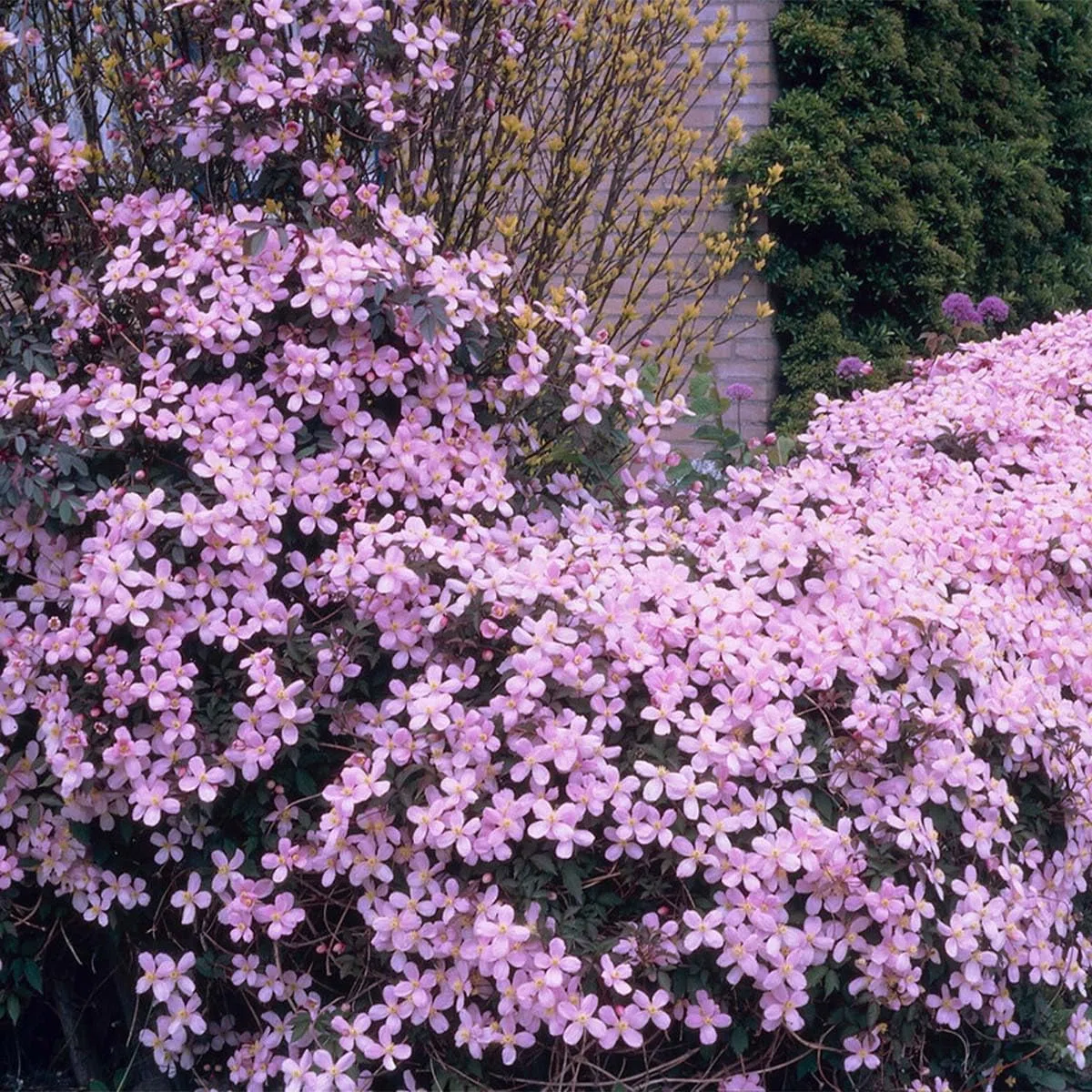 Bloomique - Lot de 2 - Clematis montana 'Rubens' - Clématite rose clair - Plantes grimpantes - Plantes de jardin - Rustiques - Hauteur 50-70 cm - Pot 15 cm