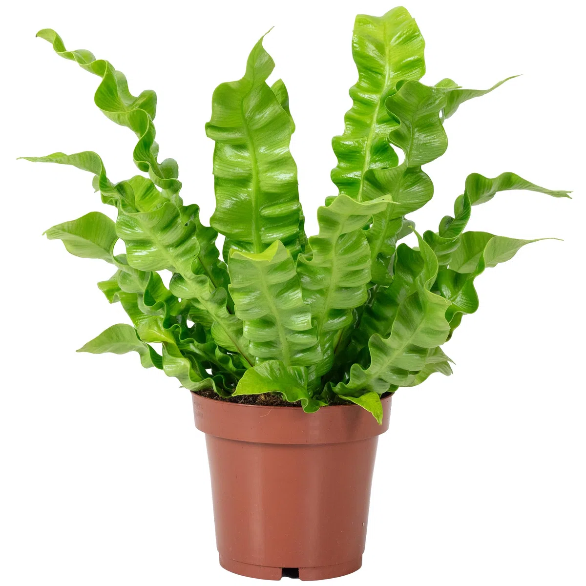 Nid fougère – Plante d'intérieur facile d'entretien, Asplenium nidus « Crispy Wave » – Hauteur : env. 25 cm, diamètre du pot : 12 cm
