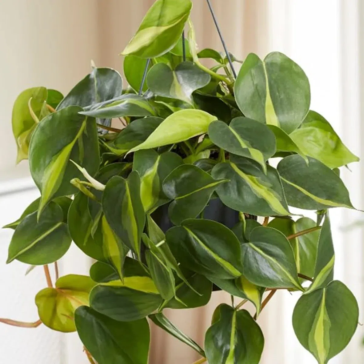 1 x Philodendron Scandens | Plante Grimpante d'intérieur dans un Pot