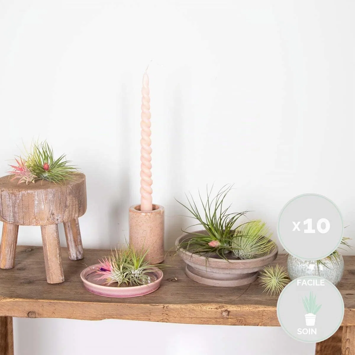 Bloomique - Lot de 10 - Tillandsia - Plantes aériennes - Dépolluantes - Très faciles d’entretien - 5-15 cm