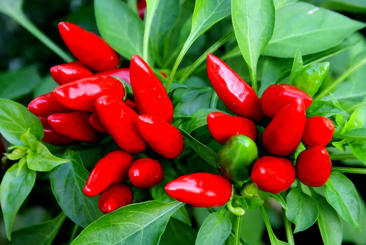 BIOTICA Engrais Liquide Biologique pour Piment et Plantes aromatiques - 1 Litre - CREMENTUM Engrais autorisé en Agriculture Biologique - basilic, persil, romarin, origan, sauge, menthe