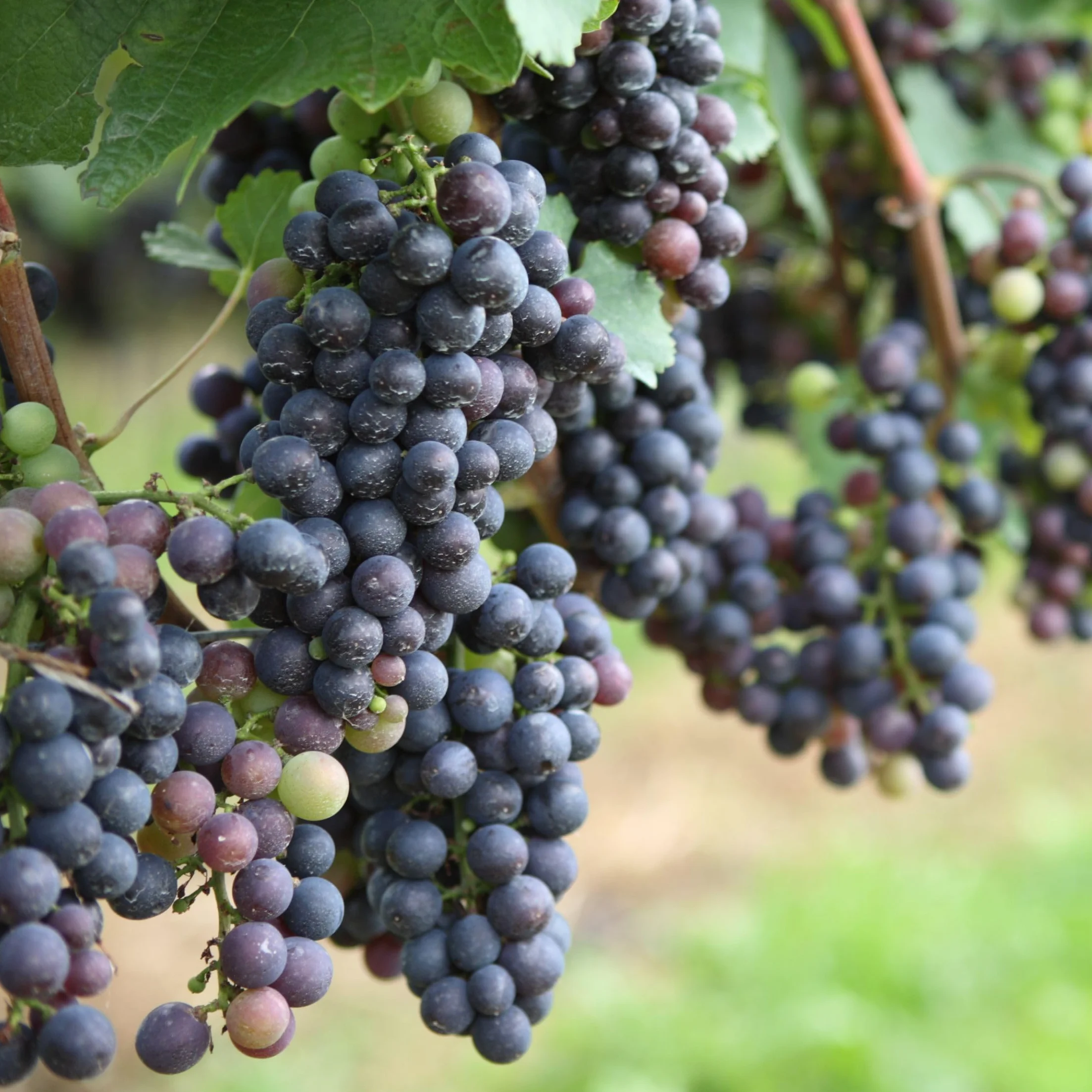 Plant in a Box - Plants de raisin - Mélange de 3 - Vitis Vinifera - Vigne 'Cabernet franc', 'pinot gris', 'Chardonnay' - Pot 9cm - Hauteur 25-40cm