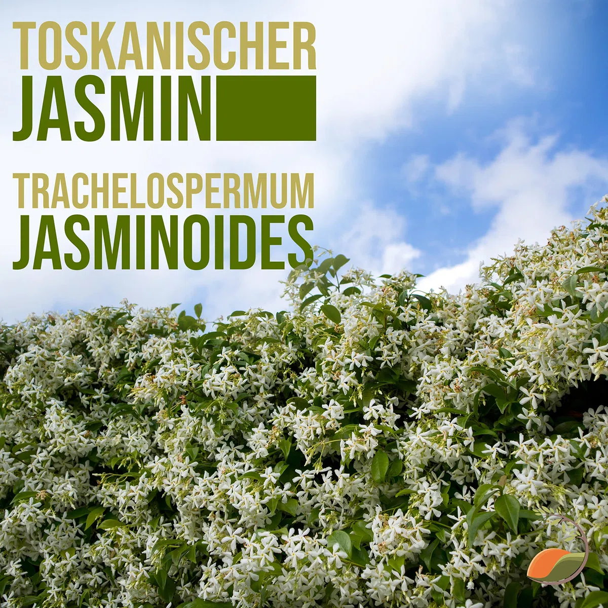 Trachelospermum Jasminoides - 170cm - Résistant au froid - Jasmin étoilé - Jasmin de Toscane -Blanc - A+| 1 pcs