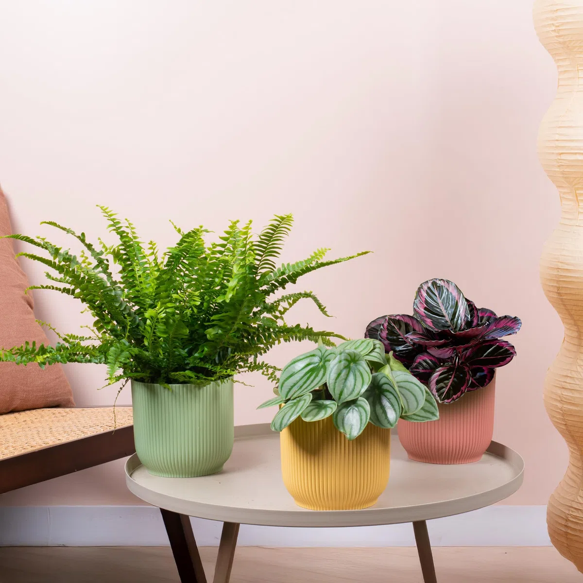 3 x Ensemble de Plantes d'Intérieur Amicales pour Animaux - Collection de Fougère de Boston, Peperomia Pastèque et Calathea Surprise Star - Mélange de Plantes d'Intérieur Amicales pour Animaux.