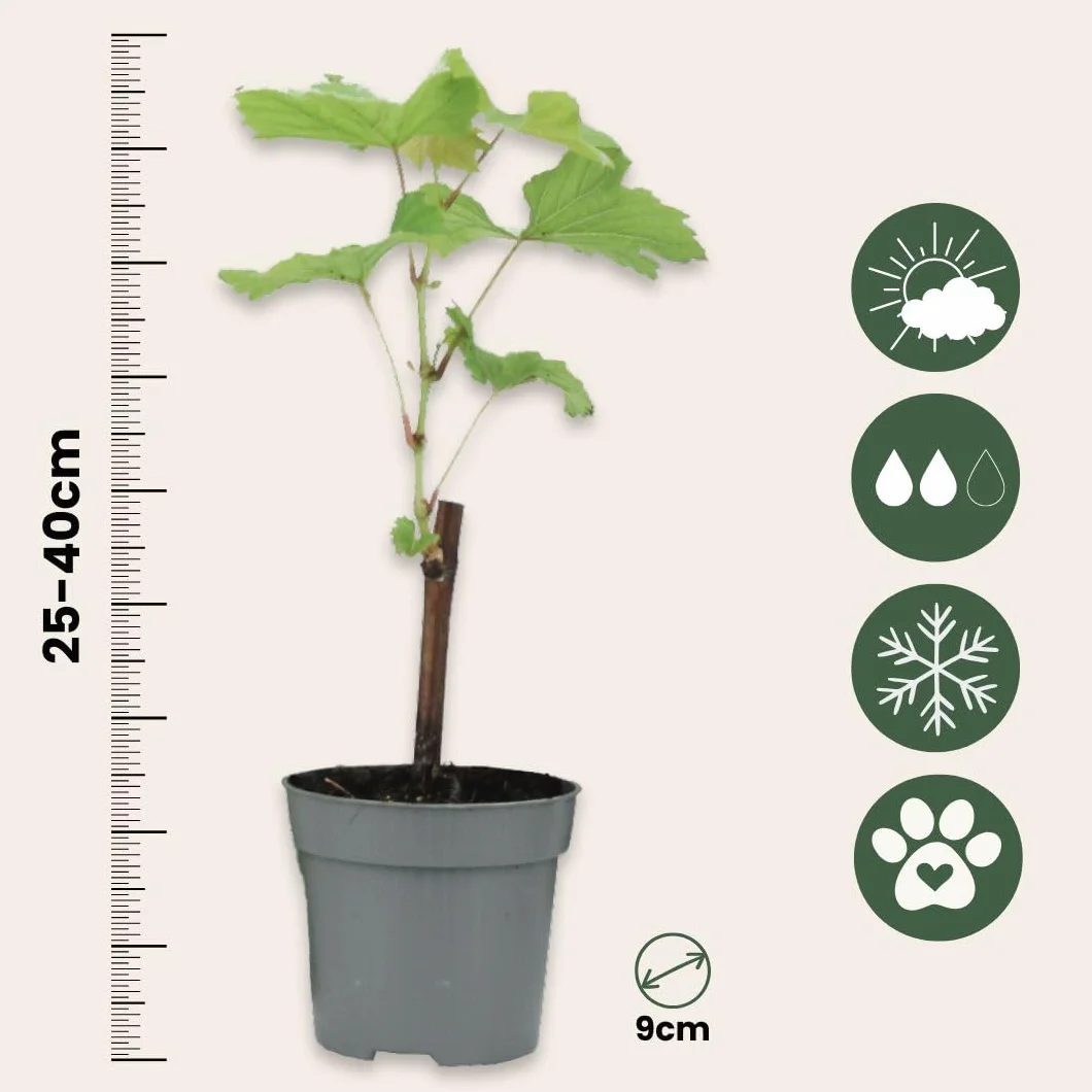 Plant in a Box - Plants de raisin - Mélange de 3 - Vitis Vinifera - Vigne 'Cabernet franc', 'pinot gris', 'Chardonnay' - Pot 9cm - Hauteur 25-40cm