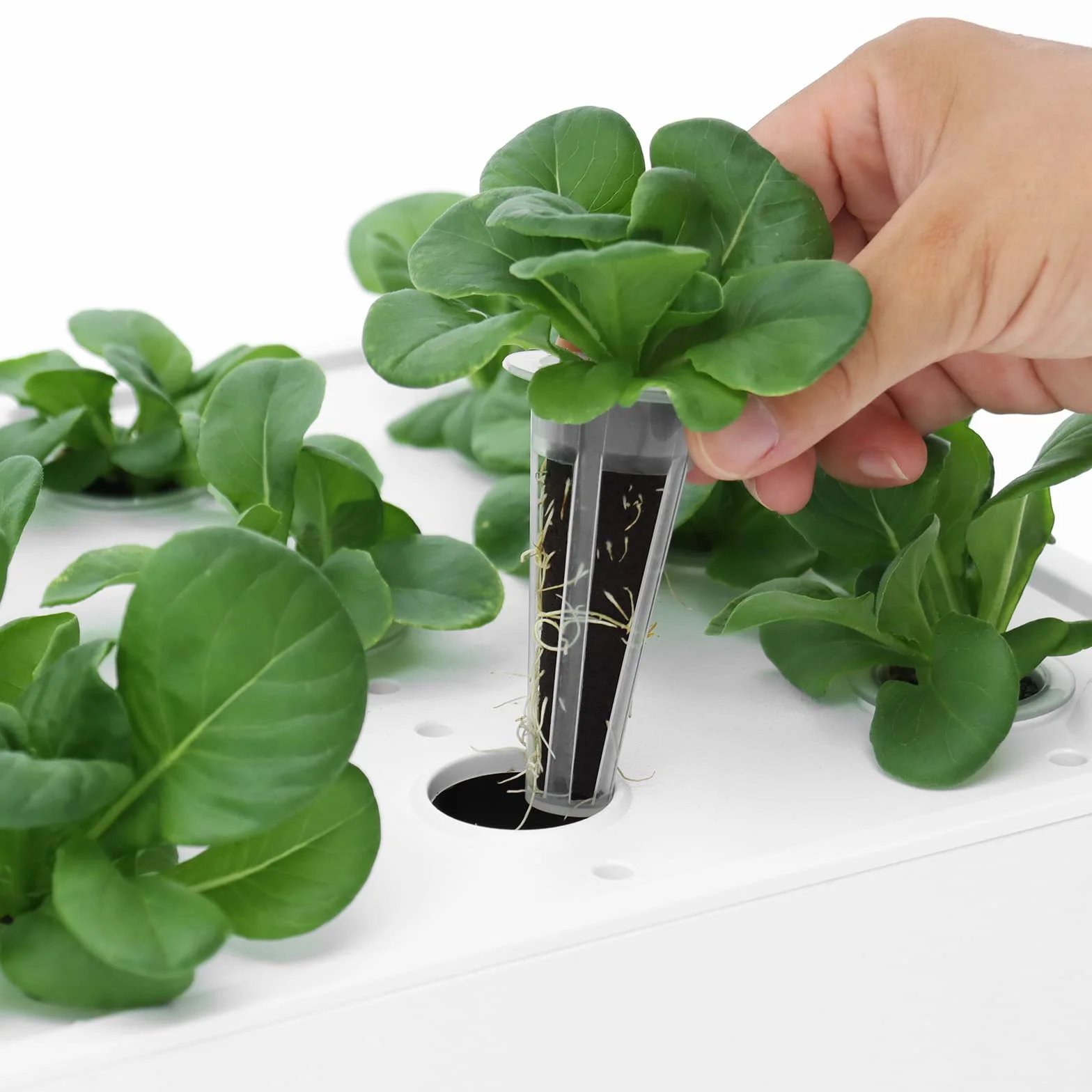 iDOO Éponges de Croissance de Remplacement (60 pcs), Éponges de Tourbe de Remplacement pour Jardin hydroponique d'intérieur