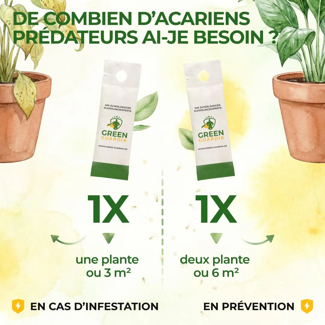 GREEN GUARDIA Power Raubmilben contre les Thrips – 25 Sachets d’Acarien Prédateur Biologique – Protection des Plantes d’Intérieur et Ornementales