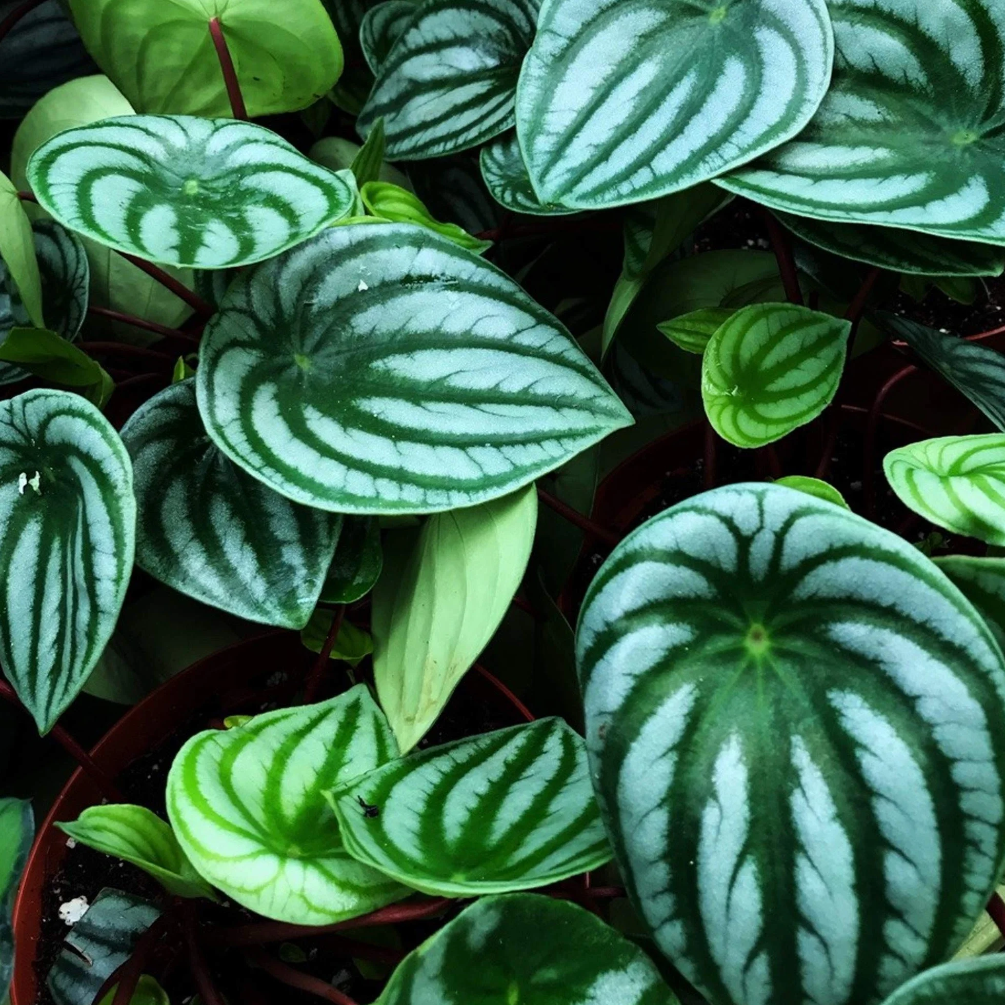 3 x Ensemble de Plantes d'Intérieur Amicales pour Animaux - Collection de Fougère de Boston, Peperomia Pastèque et Calathea Surprise Star - Mélange de Plantes d'Intérieur Amicales pour Animaux.
