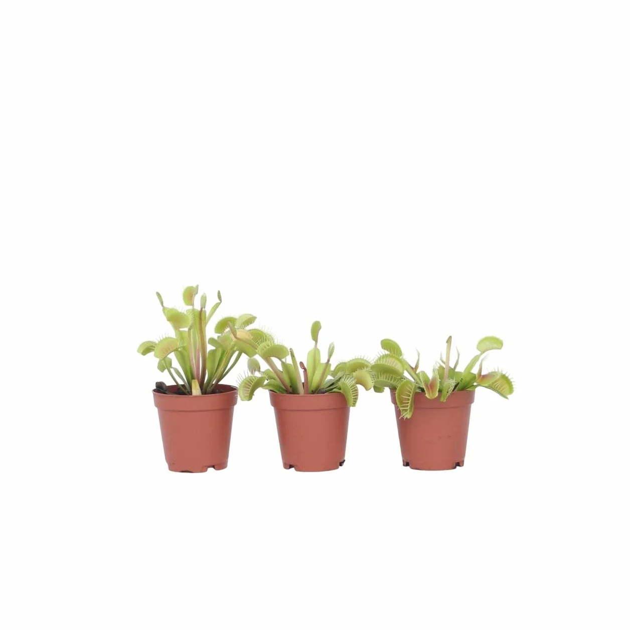Plant in a Box - Dionaea Muscipula - Venus piège à mouches - Lot de 3 - Plante carnivore - Plante d'intérieur - Pot 5,5cm - Hauteur 5-10cm