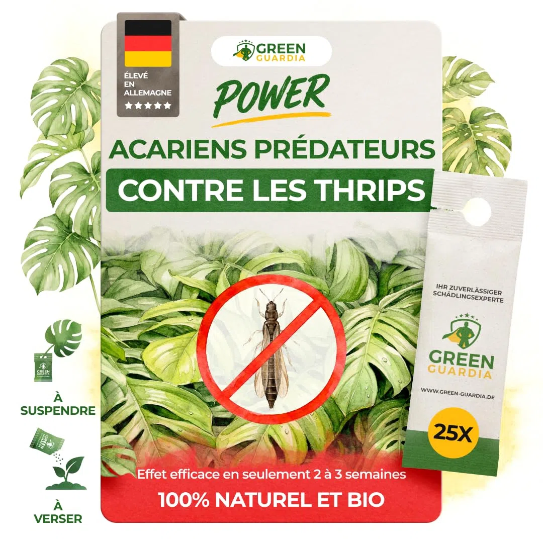 GREEN GUARDIA Power Raubmilben contre les Thrips – 25 Sachets d’Acarien Prédateur Biologique – Protection des Plantes d’Intérieur et Ornementales