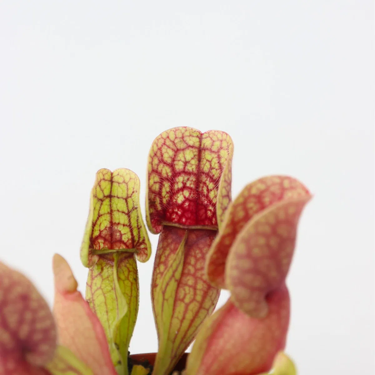 Plant in a Box - Sarracenia purpurea - Lot de 3 - Sarracénie pourpre - Plante carnivore - Pot 5,5cm - Hauteur 10cm