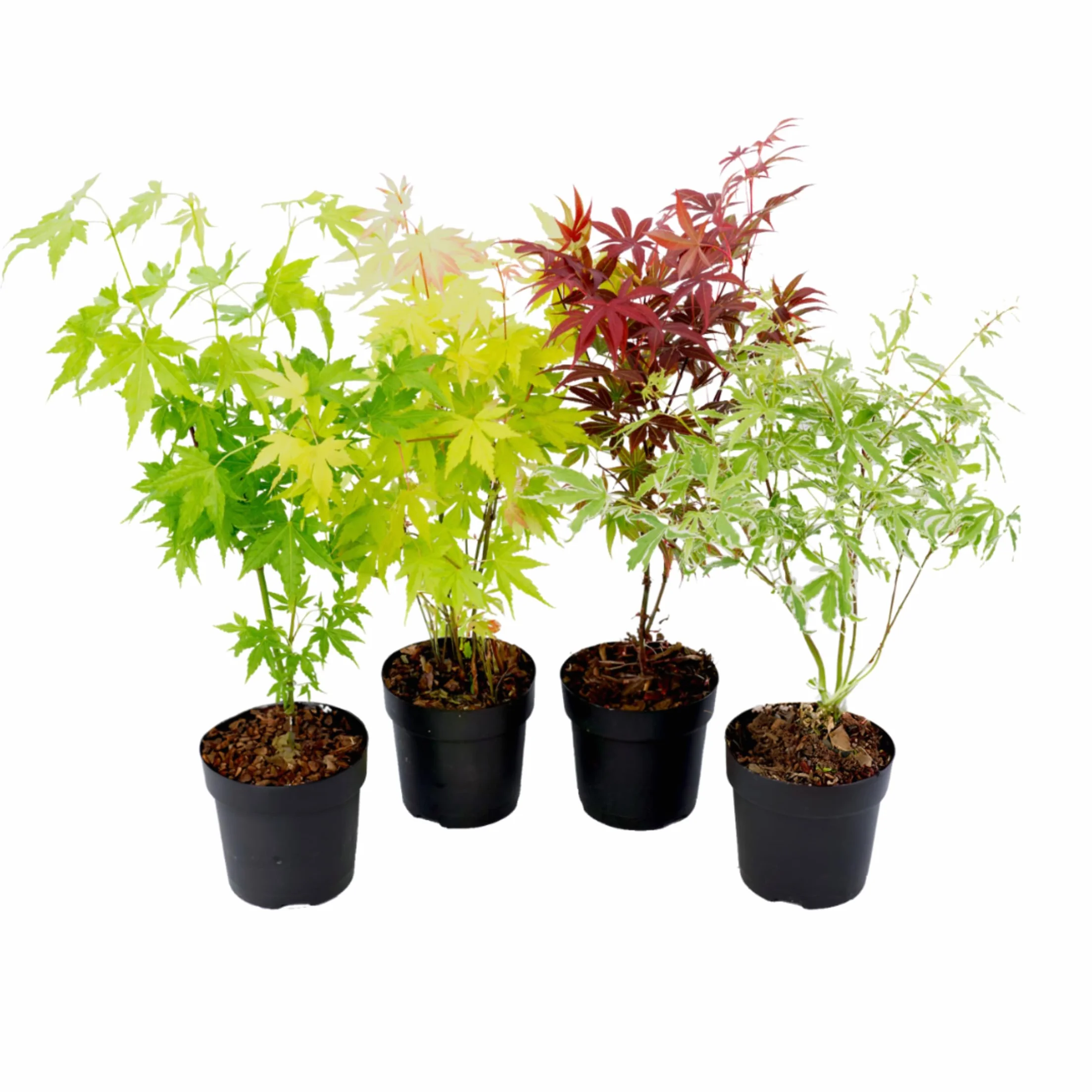 Plant in a Box - Acer palmatum 'Atropurpureum', 'Going Green', 'Orange Dream', 'Butterfly' - Set de 4 - Pot de 10,5cm - Hauteur 25-40cm