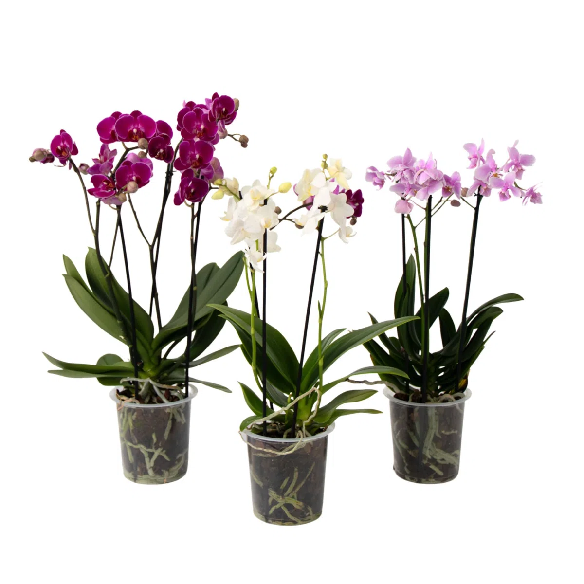 Plant in a Box - Orchidée Phalaenopsis - Lot de 3 - Phalaenopsis Multiflora - Hauteur 35-45cm - Pot 12cm - Plante d’intérieur fleurie - Compatible avec les chats