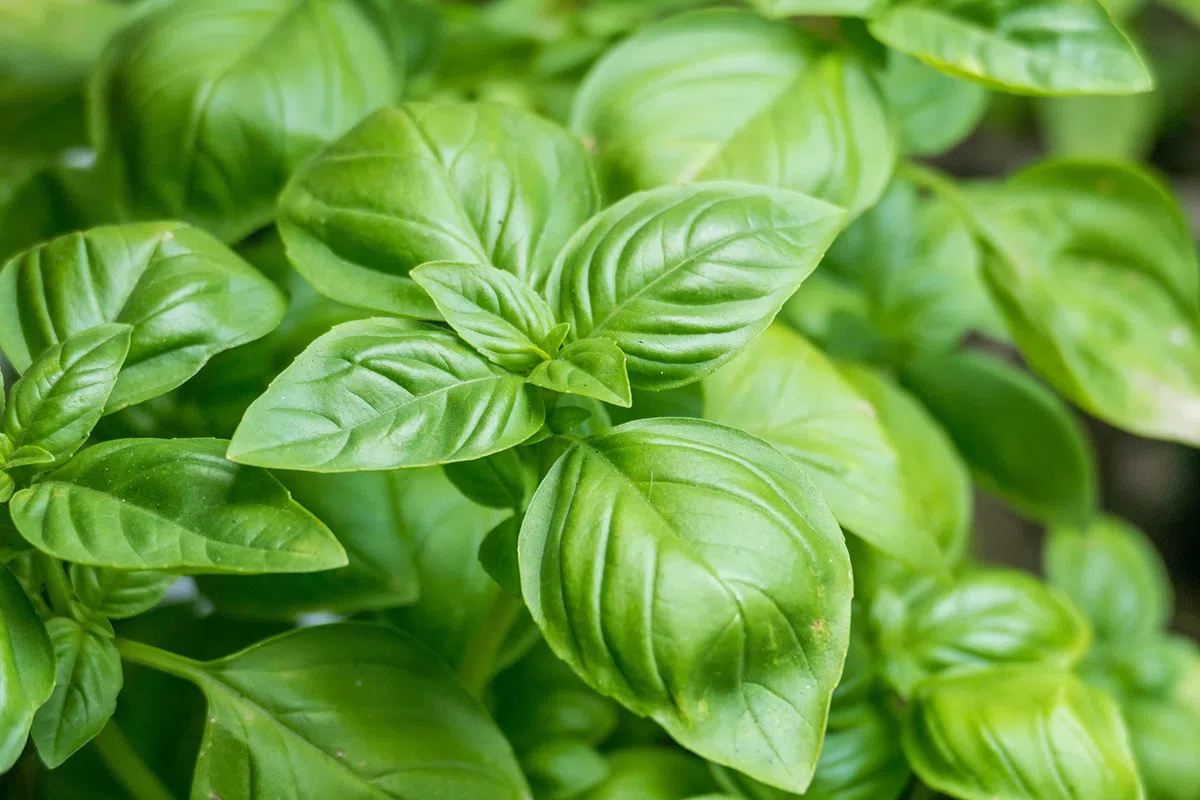 BIOTICA Engrais Liquide Biologique pour Piment et Plantes aromatiques - 1 Litre - CREMENTUM Engrais autorisé en Agriculture Biologique - basilic, persil, romarin, origan, sauge, menthe