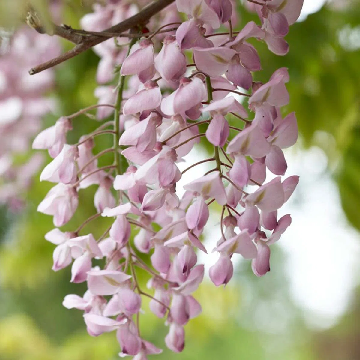 Bloomique - Wisteria floribunda 'Rosea' - Glycine rose - Plantes grimpantes - Plantes de jardin - Rustiques - Hauteur 50-70 cm - Pot 15 cm