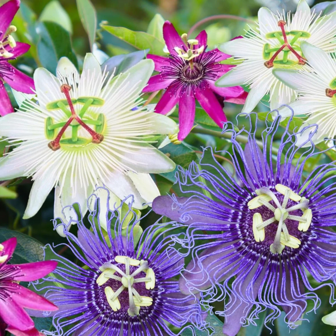 Plant in a Box - Passiflora hybridum - Mélange de 3 - Fruit de la passion - Plante grimpante - Pot 9cm - Hauteur 25-40cm