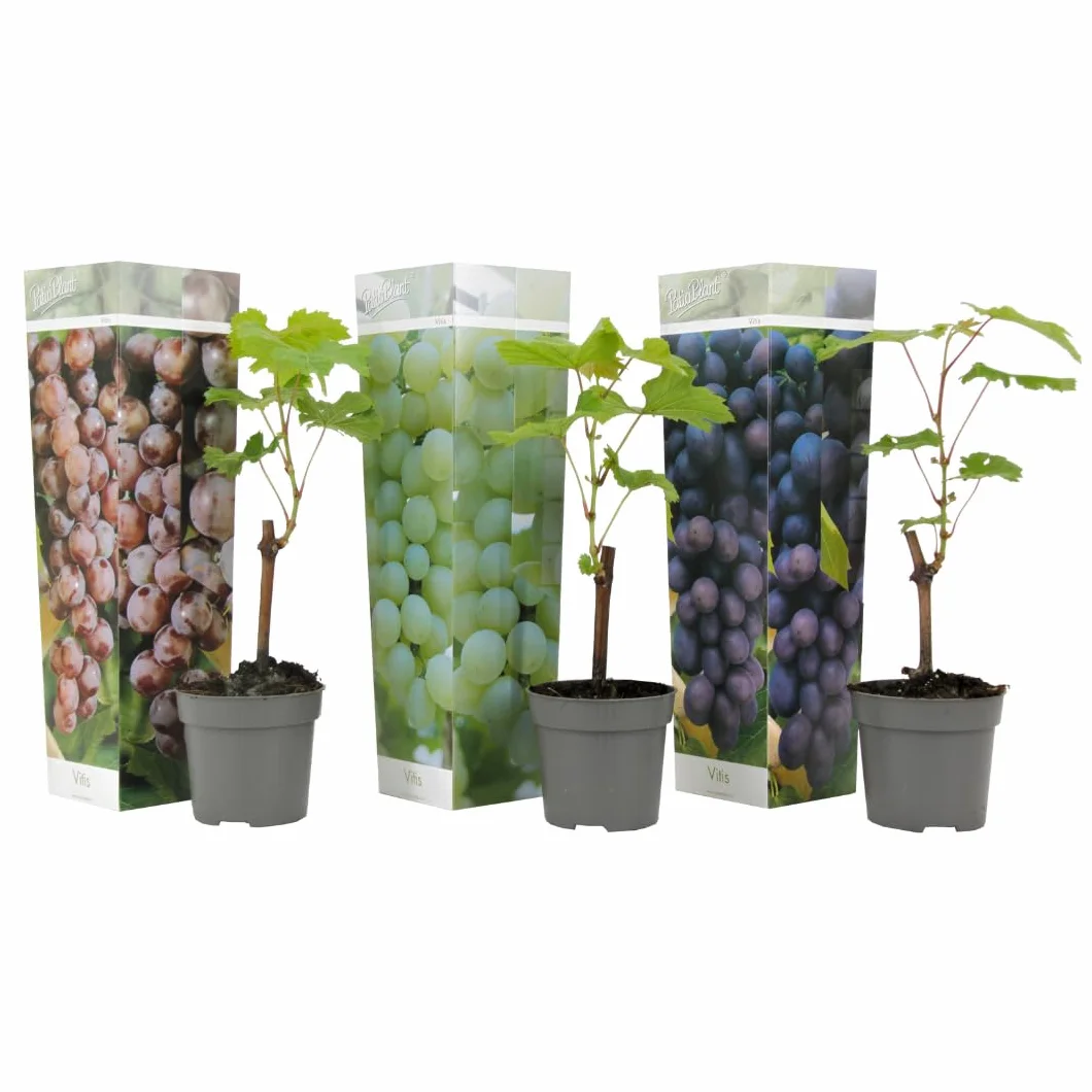 Plant in a Box - Plants de raisin - Mélange de 3 - Vitis Vinifera - Vigne 'Cabernet franc', 'pinot gris', 'Chardonnay' - Pot 9cm - Hauteur 25-40cm
