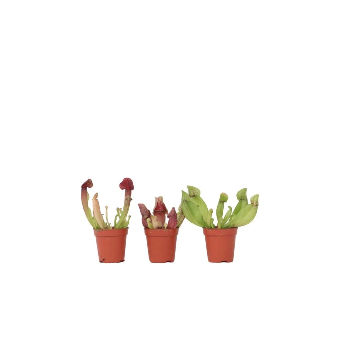 Plant in a Box - Sarracenia purpurea - Lot de 3 - Sarracénie pourpre - Plante carnivore - Pot 5,5cm - Hauteur 10cm