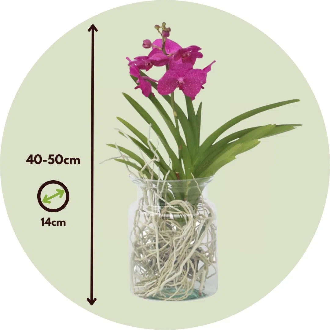 Plant in a Box - Vanda 'Bose' en vase - Orchidée - Cerise - Hauteur 45cm