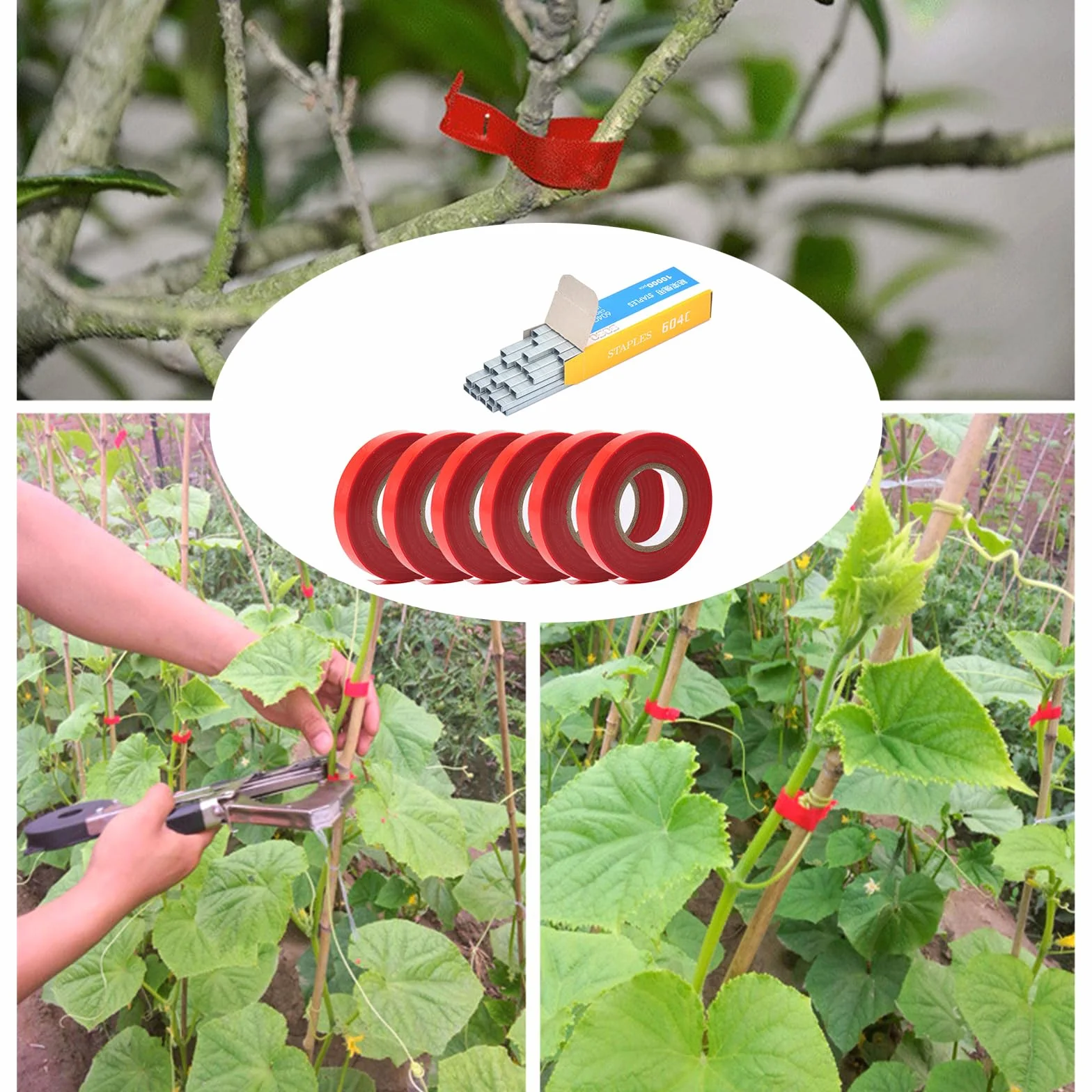 Ruban adhésif pour ligneuses végétales, outil avec 20 rouleaux de ruban, 1 boîte d'agrafes, rubans pour machines à attacher plantes de jardin pour tailler les légumes