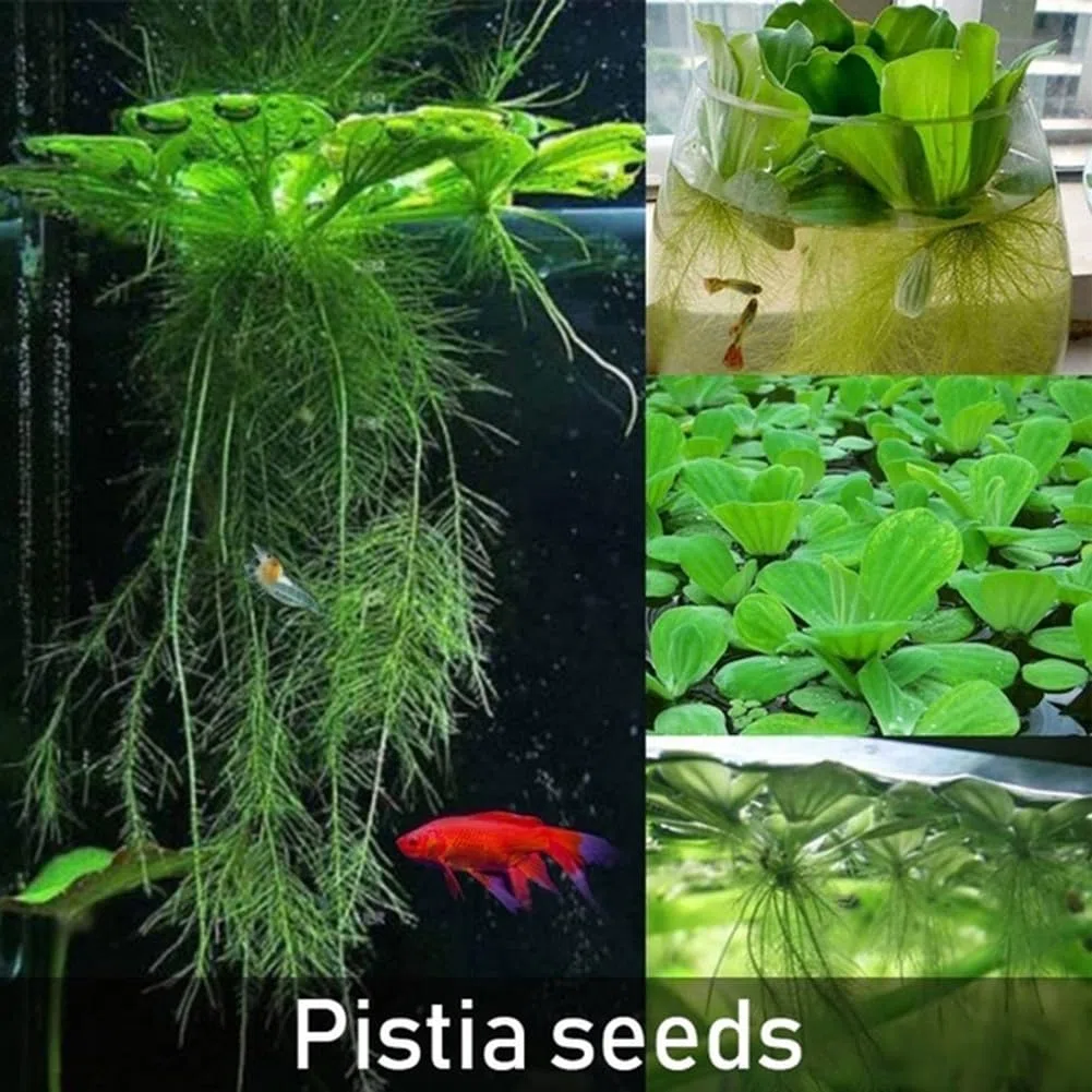 50 pièces Dichondra Pistia graines jardin étang plante piscine Aquarium réservoir décor jardinage cadeau pour hommes, femmes, enfants Graines de Dichondre