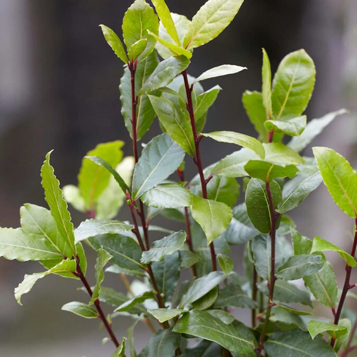 Bloomique - Laurus Nobilis - Laurier-sauce - Plantes de jardin - Rustique - Hauteur 40-50 cm - Pot 15 cm