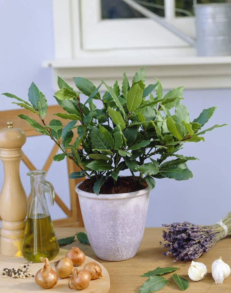 Bloomique - Laurus Nobilis - Laurier-sauce - Plantes de jardin - Rustique - Hauteur 40-50 cm - Pot 15 cm