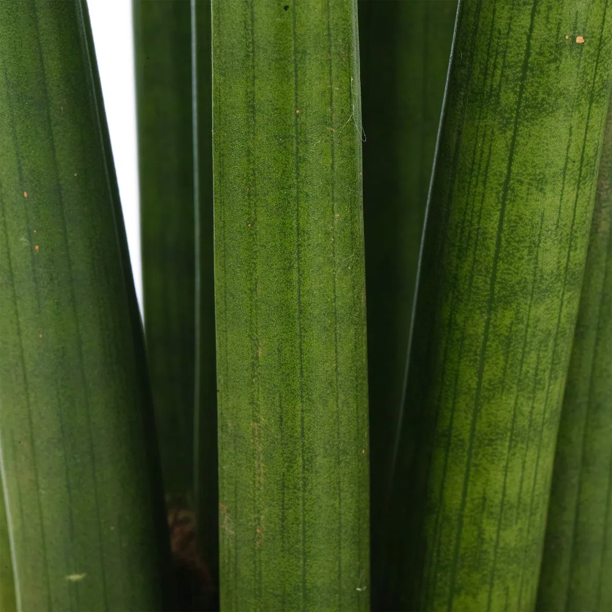 Sansevieria Cylindrica Spaghetti Plante d’intérieur pour la Maison ou le Bureau en Pot