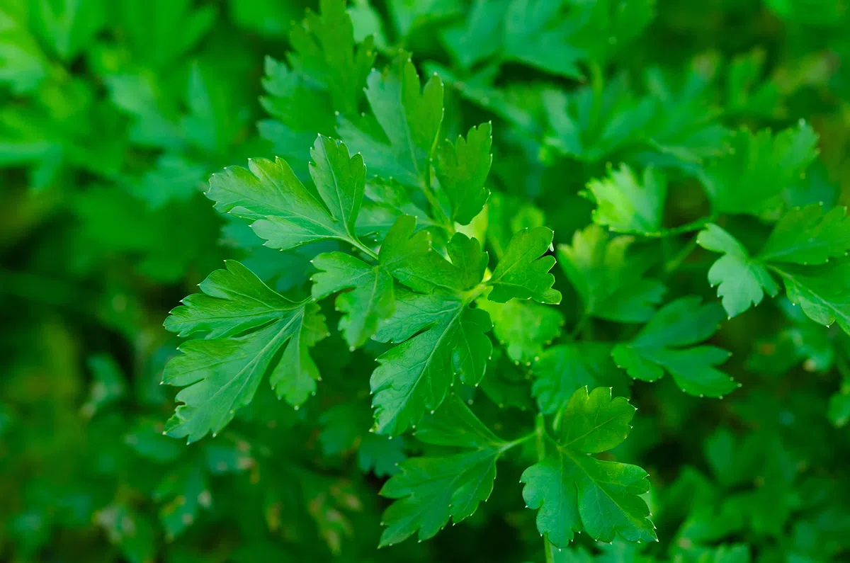 BIOTICA Engrais Liquide Biologique pour Piment et Plantes aromatiques - 1 Litre - CREMENTUM Engrais autorisé en Agriculture Biologique - basilic, persil, romarin, origan, sauge, menthe