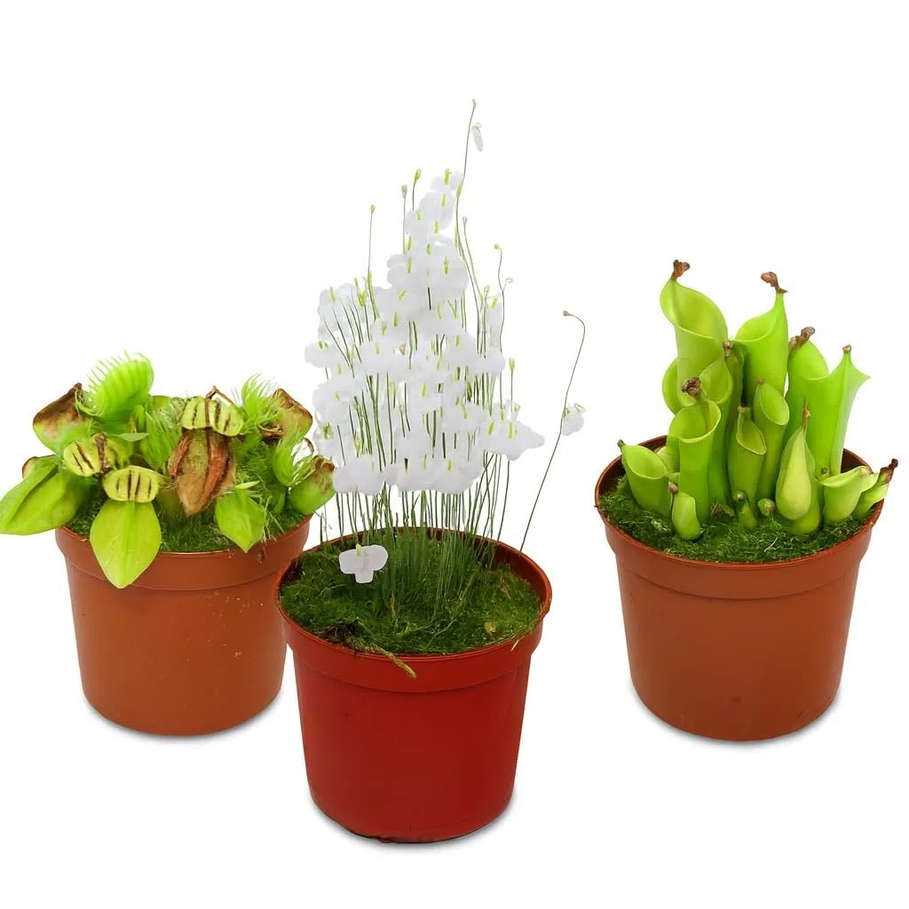 Rarities set plantes carnivores - 3 plantes