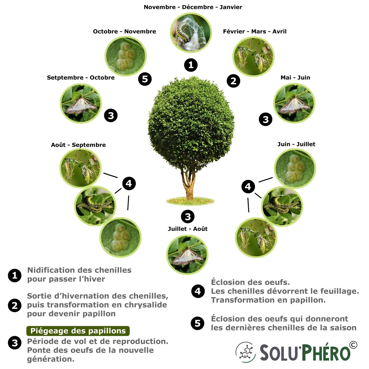 SOLUPHERO - 6 Phéromones Longues durées pour la pyrale du buis - 6 x 200 Jours