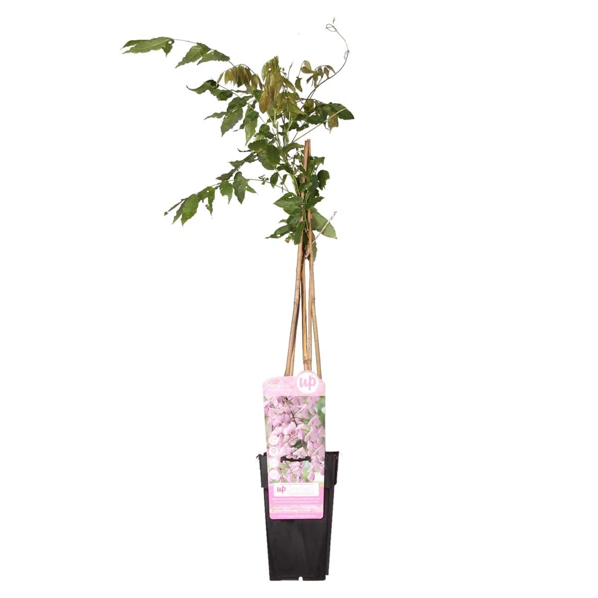 Bloomique - Wisteria floribunda 'Rosea' - Glycine rose - Plantes grimpantes - Plantes de jardin - Rustiques - Hauteur 50-70 cm - Pot 15 cm